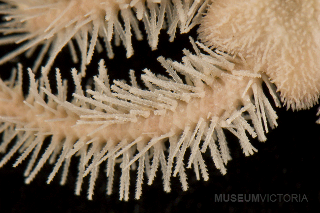 Brittle stars from deep sea southern Australia - Ophiothrix caespitosa ...