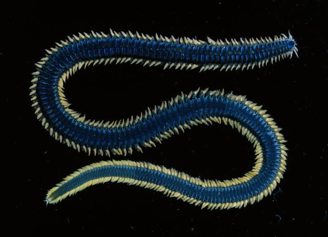 Polychaeta: Phyllodocidae