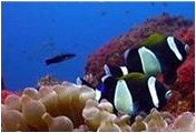 Wide-band anemone fish. Photo: Tim Hochgrebe
