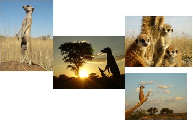 Meerkats in the Kalahari