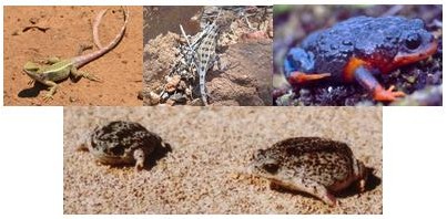 Australian agamid lizards & frogs