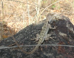 Diporiphora bilineata, Queensland
