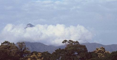 Australian tropical rainforest