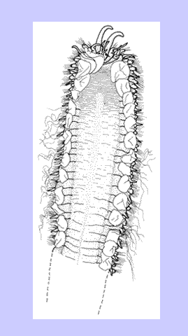 Acoetidae: Eupanthalis sp.