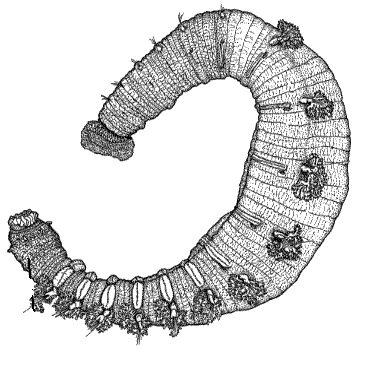 Arenicolidae: Arenicola bombayensis