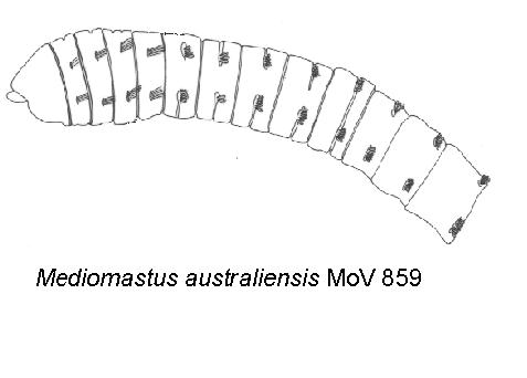 Capitellidae: Mediomastus australiensis