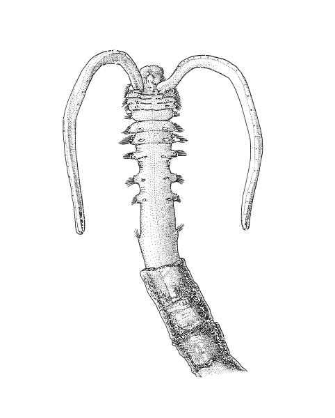 Chaetopteridae: Spiochaetopterus sp.