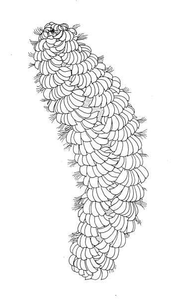 Chrysopetalidae: Palaenotus sp.