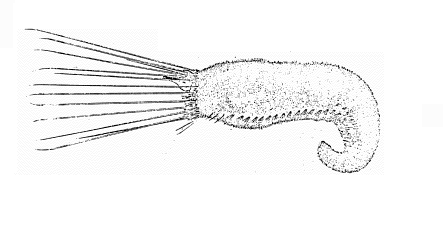 Flabelligeridae: Coppingeria longisetosa