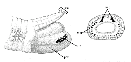 Goniadidae: Goniada sp.