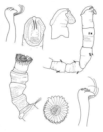 Maldanidae: Praxillella sp.