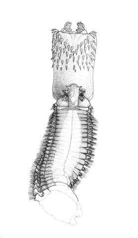 Nephtys longipes with everted pharynx