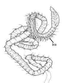 Paraonidae: Levinsenia gracilis