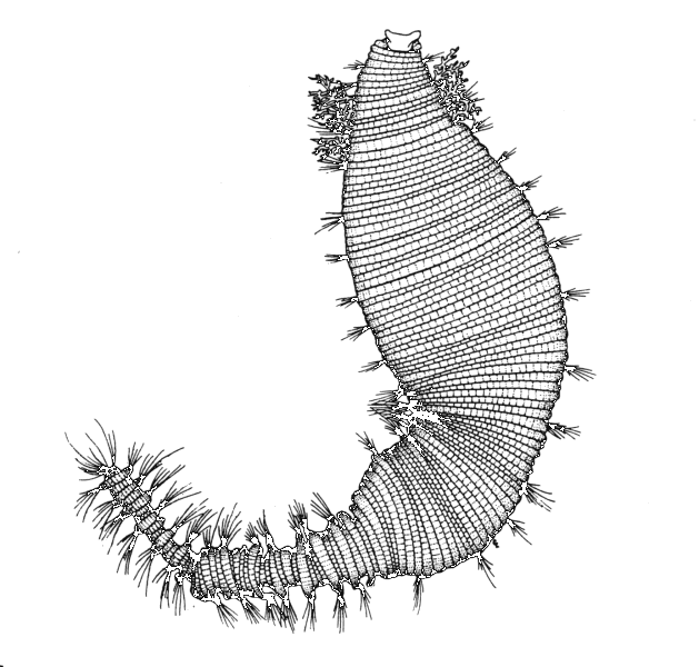 Scalibregmatidae MOV3142A