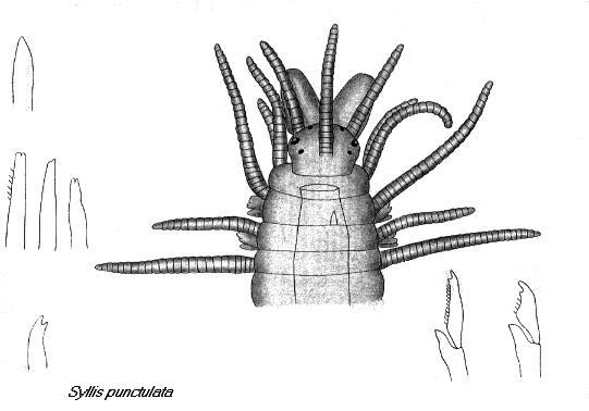 Syllidae: Syllis punctulata