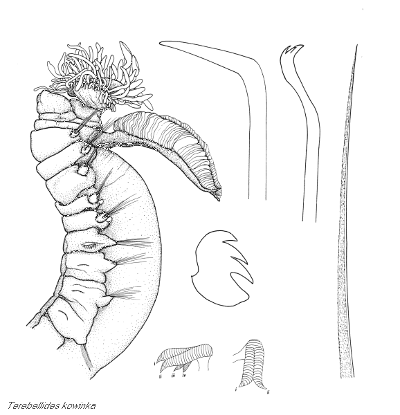 Trichobranchidae: Terebellides kowinka