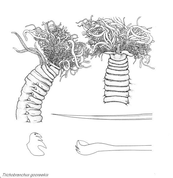 Trichobranchidae: Trichobranchus gooreekis