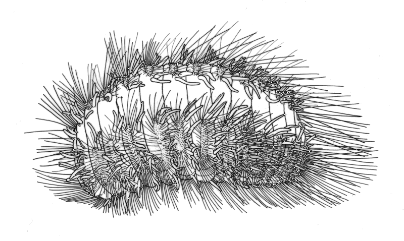 Euphrosinidae: Euphrosine sp. 