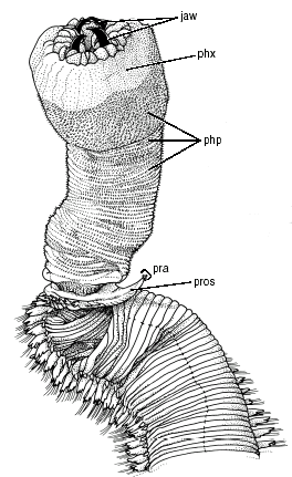 Glyceridae: Glycera sp.