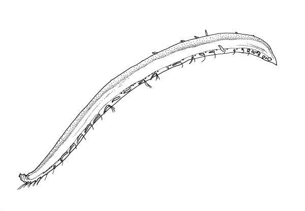 Opheliidae: Armandia sp. MoV 282