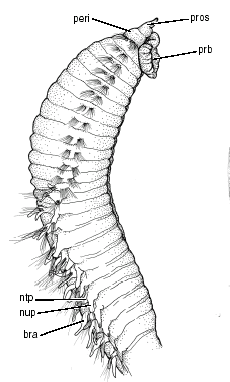 Orbiniidae: Scoloplos normalis
