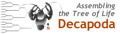 Link to the Decapoda Tree of Life website